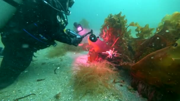 Scuba diver en krab Oberhof onderwater op de zeebodem van de Karazee Noordelijke IJszee. — Stockvideo
