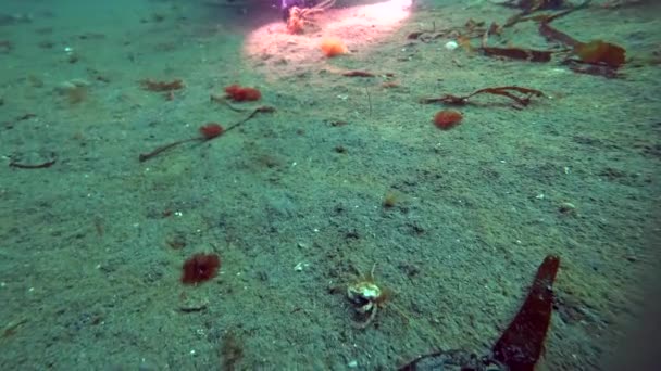 Penyelam skuba dan kepiting hios bawah air di dasar laut Kara Laut Arktik . — Stok Video