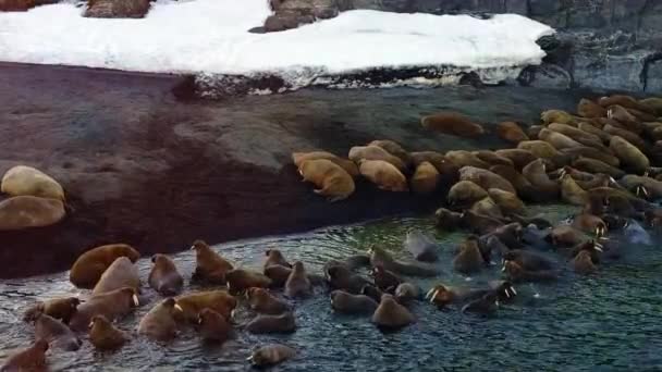 Моржи на берегу и в воде Северного Ледовитого океана с видом на Новую Землю . — стоковое видео