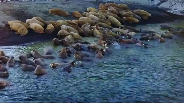 Walruses on shores and in water of Arctic Ocean aero view on New Earth. — Stock Video