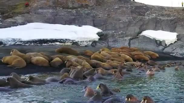 Walrussen op achtergrond van woestijn oevers Noordelijke IJszee aero uitzicht op de nieuwe aarde. — Stockvideo