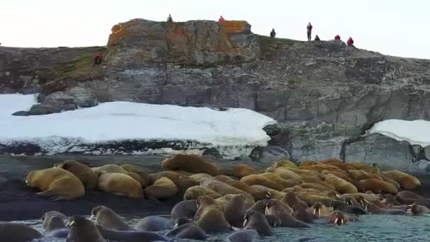 Walrosse und Menschenschützer an der Küste des arktischen Ozeans. — Stockvideo