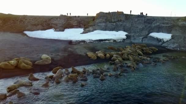 Voeding op basis van walrussen en mensen op de oevers van de Noordelijke IJszee aero weergave. — Stockvideo