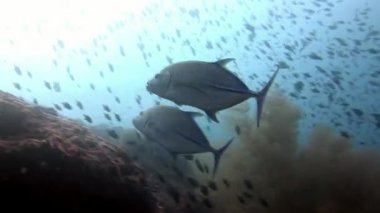 Balık ve ton balığı arka plan yansıması Sun Maldivler sualtı Okulu.