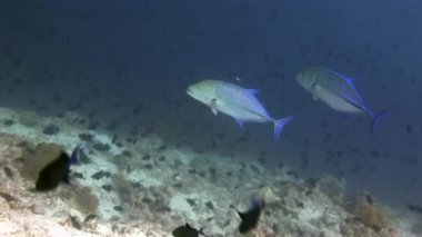 Balık ve ton balığı arka plan yansıması Sun Maldivler sualtı Okulu.