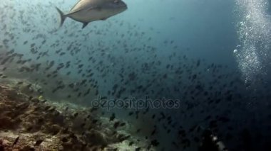 Balık ve ton balığı arka plan yansıması Sun Maldivler sualtı Okulu.