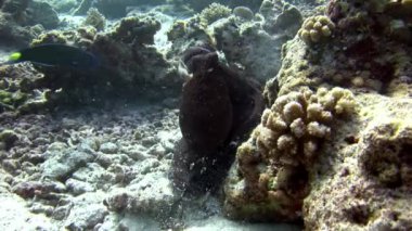 Sualtı Maldivler muhteşem deniz dibinin arka plan üzerinde maskeli ahtapot poulpe.