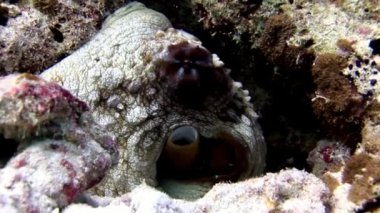 Sualtı Maldivler muhteşem deniz dibinin arka plan üzerinde maskeli ahtapot poulpe.