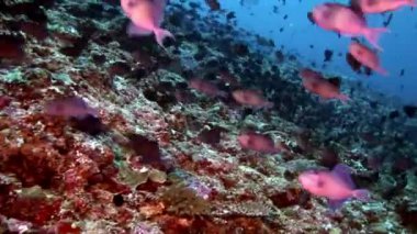 Yansıma güneş deniz dibinin Maldivler arka plan üzerinde su altında balık sürüsü.