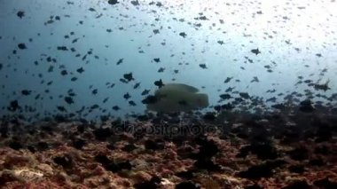 Balık ve Napoleon wrasse sualtı Maldivler deniz dibinin Tarih Okulu.