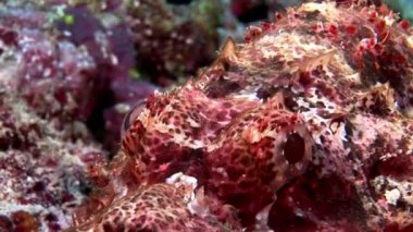 Lionfish Scorpionfish zehirli parlak kırmızı su altında Maldivler deniz yatağı üzerinde.