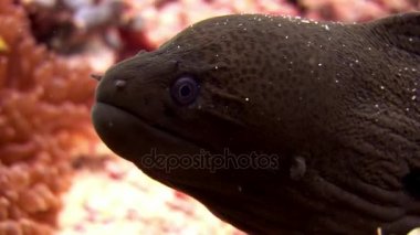 Deniz yatağı üzerinde suyun altında palyaço balığı ile Moray yılan balığı ve anemon actinia.