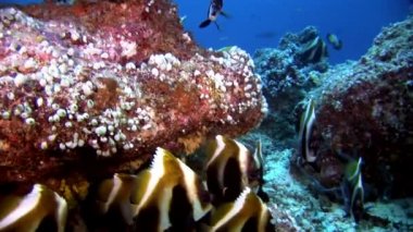 Sualtı deniz dibinin Maldivler arka plan üzerinde çizgili kelebek balık sürüsü.