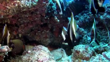 Sualtı deniz dibinin Maldivler arka plan üzerinde çizgili kelebek balık sürüsü.