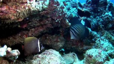 Sualtı deniz dibinin Maldivler arka plan üzerinde çizgili kelebek balık sürüsü.