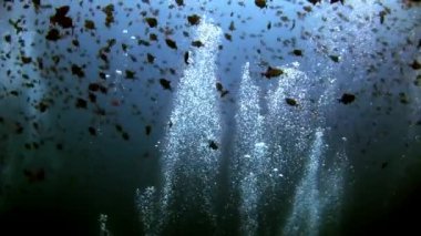 Balık ve kabarcıklar su altında arka planda yansıma güneşin Okulu.