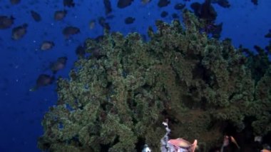 Yansıma güneş deniz dibinin Maldivler arka plan üzerinde su altında balık sürüsü.