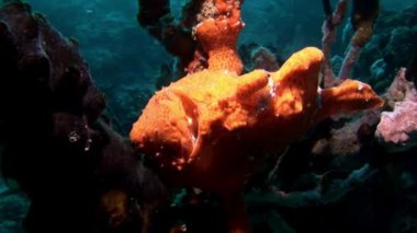 Balık fener sualtı yansıma güneş deniz dibinin Maldivler arka plan üzerinde.