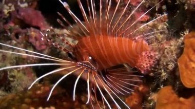 İskorpit lionfish kırmızı sualtı deniz dibinin Maldivler arka plan üzerinde.