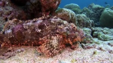 Deniz dibinin Maldivler sualtı maskesi taş balık.