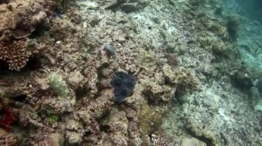Tridakna Tridacna gigas sualtı Maldivler deniz yatağı üzerinde.