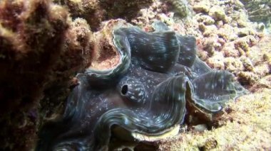 Tridakna Tridacna gigas sualtı Maldivler deniz yatağı üzerinde.