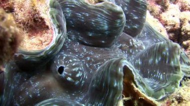 Tridakna Tridacna gigas sualtı Maldivler deniz yatağı üzerinde.