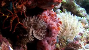 Maldivler deniz dibinin arka plan üzerinde su altında ascidia.