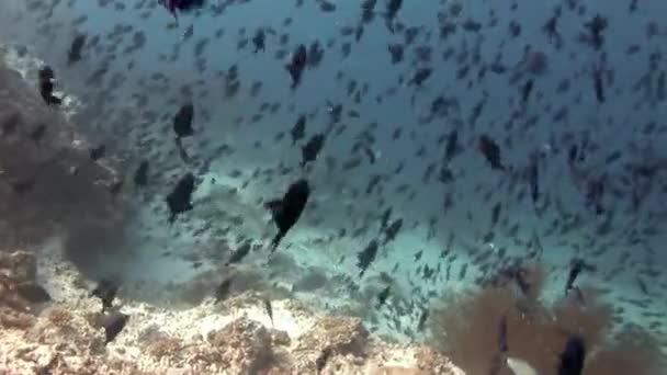 Escola de peixes subaquáticos no fundo do fundo de sol reflexão fundo marinho em Maldivas . — Vídeo de Stock
