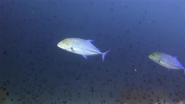 Escuela de peces y atún bajo el agua sobre fondo de reflexión sol en Maldivas . — Vídeos de Stock