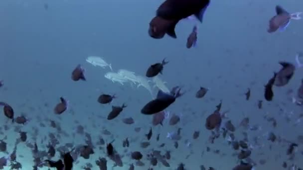 Ecole de poissons et de thon sous l'eau sur fond de soleil de réflexion aux Maldives . — Video