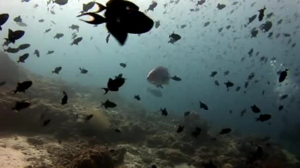 School van vis en tonijn onderwater op achtergrond van reflectie zon in Maldiven. — Stockvideo