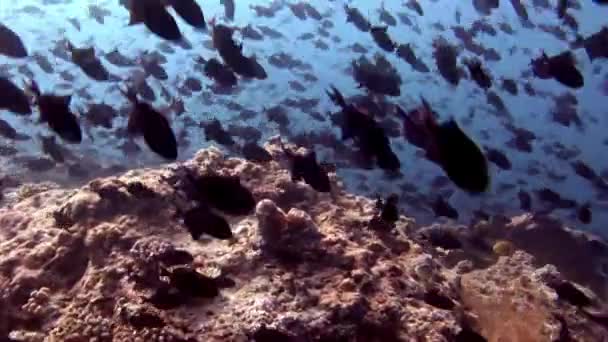 Escola de peixes subaquáticos no fundo do fundo de sol reflexão fundo marinho em Maldivas . — Vídeo de Stock