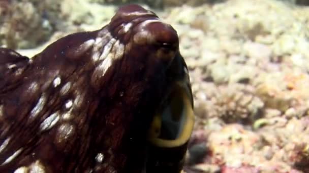 Octopus poulpe крупным планом макровидео под водой на морском дне на Мальдивах . — стоковое видео