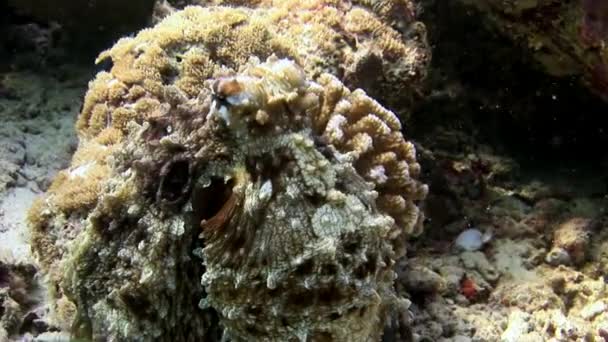 Octopus poulpe mascarado subaquático em busca de alimentos incrível fundo marinho em Maldivas . — Vídeo de Stock