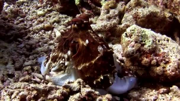 Pulpo de poulpe enmascarado bajo el agua en el fondo de un fondo marino increíble en Maldivas . — Vídeos de Stock