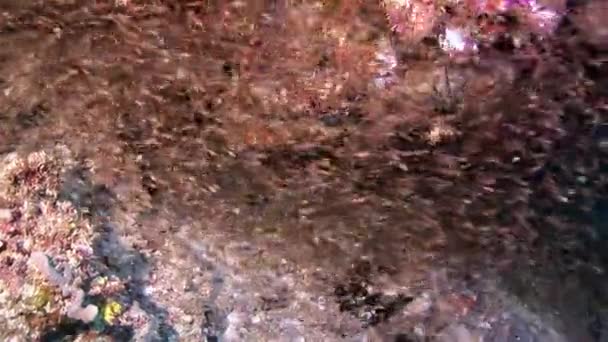 School of small fish underwater on background of seabed in Maldives. — Stock Video