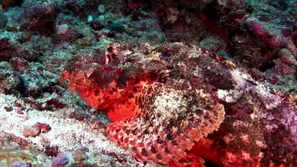 Pez león Pez escorpión venenoso rojo brillante bajo el agua en el fondo marino en Maldivas . — Vídeos de Stock