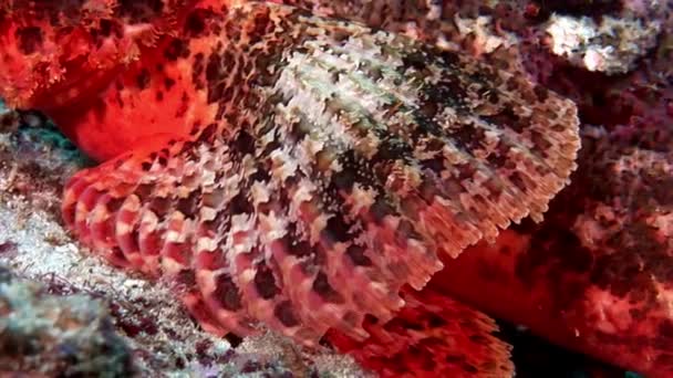 Lionfish skorpionfisk giftiga klarröd under vattnet på havsbotten i Maldiverna. — Stockvideo