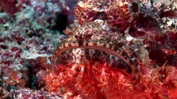 Rotfeuerskorpionfische giftig leuchtend rot unter Wasser auf dem Meeresboden der Malediven. — Stockvideo