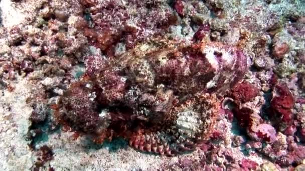 Pstra Scorpionfish trujące jasny czerwony pod wodą na dnie morskim w Malediwy. — Wideo stockowe