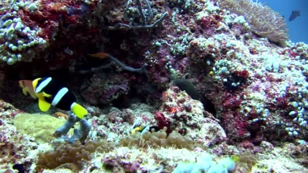 Deniz yatağı üzerinde suyun altında palyaço balığı ile Moray yılan balığı ve anemon actinia. — Stok video