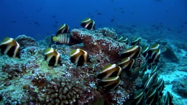 School van gestreepte butterfly vissen onderwater op achtergrond van de zeebodem in de Maldiven. — Stockvideo