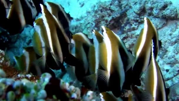 Escola de peixes borboleta listrados subaquático no fundo do fundo do mar em Maldivas . — Vídeo de Stock