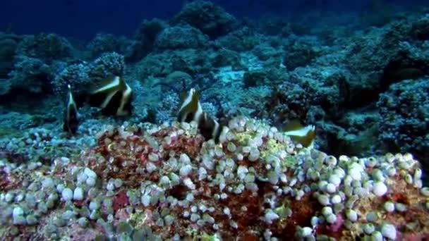 Ascídia subaquática no fundo do fundo do mar em Maldivas . — Vídeo de Stock