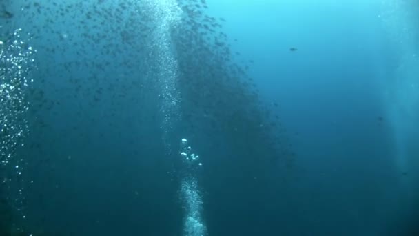 Fischschwärme und Blasen unter Wasser vor dem Hintergrund der reflektierenden Sonne. — Stockvideo