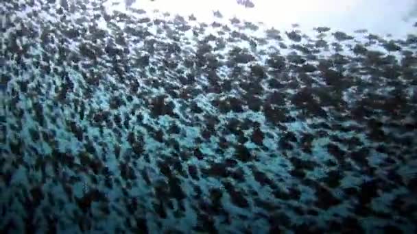 Skole af fisk under vandet på baggrund af refleksion sol havbund i Maldiverne . – Stock-video