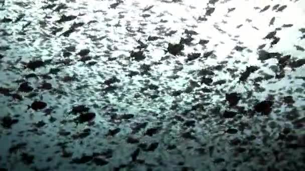 School of fish underwater on background of reflection sun seabed in Maldives. — Stock Video