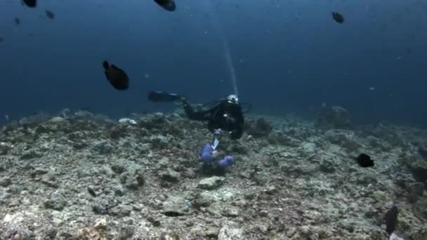 Buceadores en el fondo de la escuela de peces bajo el agua en el fondo del mar en Maldivas . — Vídeo de stock