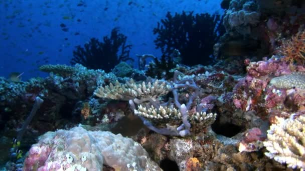 School of fish underwater on background of reflection sun seabed in Maldives. — Stock Video